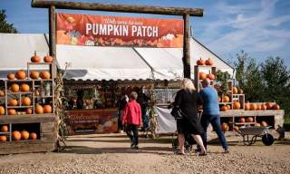 Pumpkin Patch