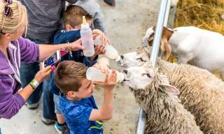 Bottle Feeding at Cotswold Farm Park