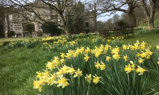 Daffodils on Mother's Day