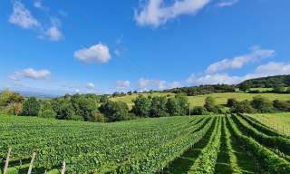 Dryhill Cottage & Vineyard