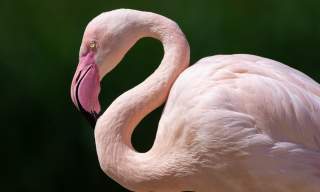 WWT Slimbridge Wetland Centre