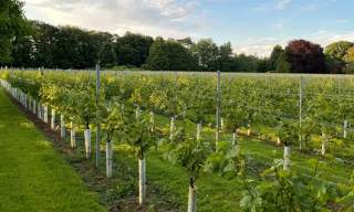Larkhill Vineyard