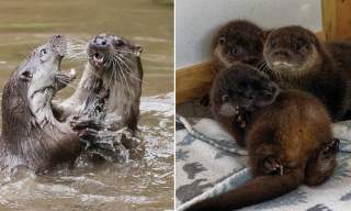 Evening Talk - Tails of Tarka