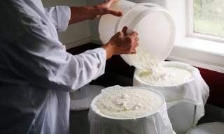 Cheese Making for Beginners