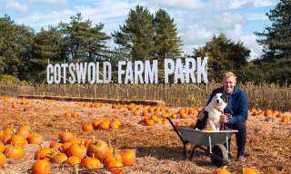 Pumpkin Patch at Cotswold Farm Park