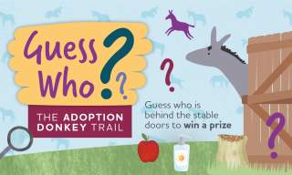 Guess Who Adoption Donkey Trail – Summer Trail