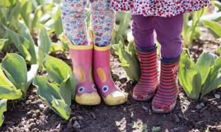 Summer stomp* at RHS Rosemoor