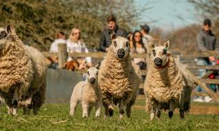 All the fun on the Farm at Adam Henson's Cotswold Farm Park (Trade)