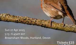 Tuning into Birdsong