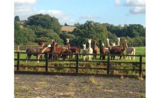 Cotswold Alpacas
