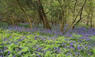 Bluebell Day at Holyford Woods