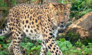 Dartmoor Zoo