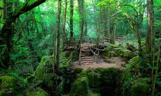 A magical cream tea experience in the enchanting Puzzlewood (Trade)