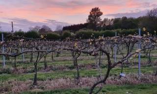 Little Oak Vineyard