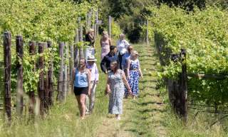 Classic Vineyard and Winery Tour
