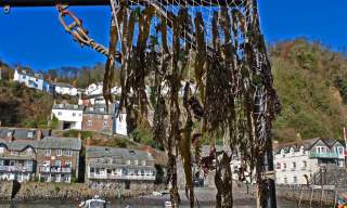 Seaweed Festival