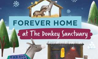 A Forever Home Winter Trail