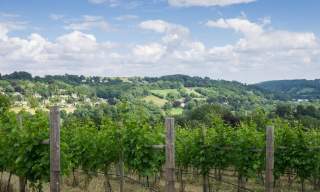 Vineyard Tour & Wine Tasting with Lunch