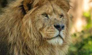 Paignton Zoo