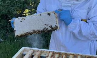 Bee Experience