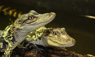 Crocodiles of the World