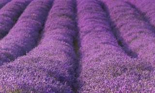 Cotswold Lavender