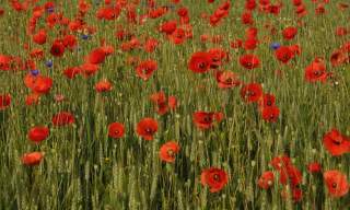 Community Poppy Project