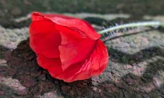 Festival of Remembrance