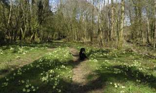 Spreacombe Gardens