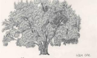 A Celebration of Trees