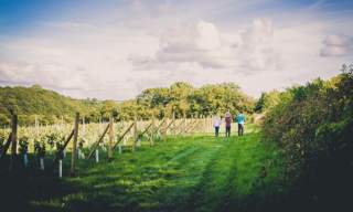 Swanaford Vineyard