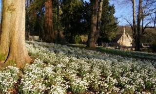 Snowdrop Weekends - Colesbourne Park