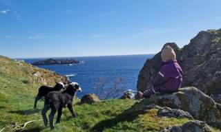 Wild sheep safari at Hidra