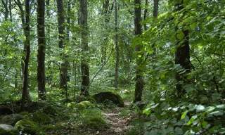 Skiftenes naturreservat