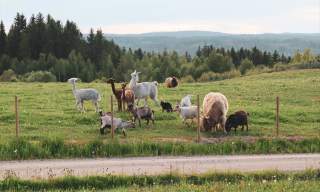 Lillerud Besøksgård
