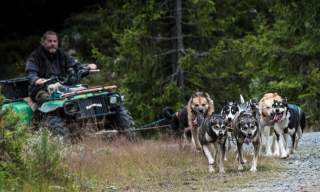 Hundekjøring med Hundefolket på Teppa