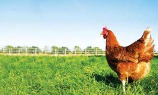 Bondegården i Råde