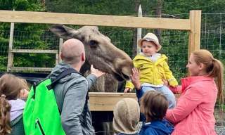 Viltgården - Elchpark