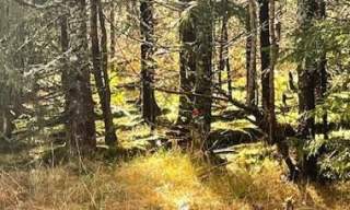 Åpent medlemsmøte om SKOG
