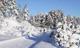Skiløyper på Utsikten golfpark på Skaren
