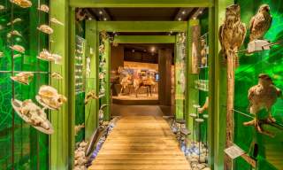 Anno Norsk skogmuseum