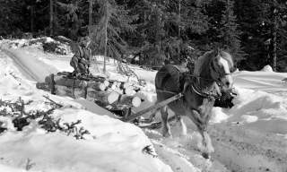 Anno Norsk skogmuseum
