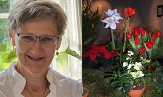 Mose, amaryllis og muskat – om blomster, krydder og andre planter til jul