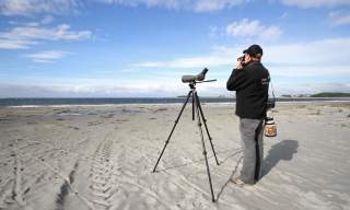 Lista Vogel-Observatorium - Vogelbeobachtung in Lista