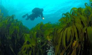 Flekkefjord Diving Club
