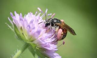Den Ville Pollinatortellingen
