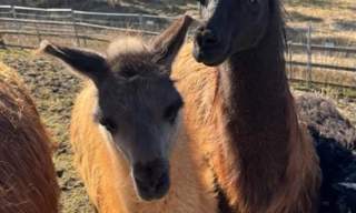 Vestre Knolden Gård