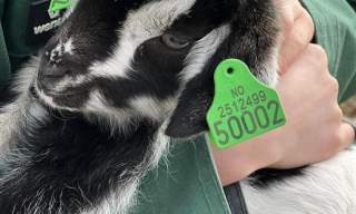 Gårdsaktiviteter hver torsdag på Fladmark gård