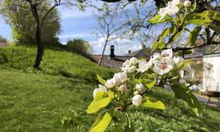 Hollenderhagen i Risør