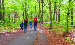 Bøkeskogen i Raet Nasjonalpark